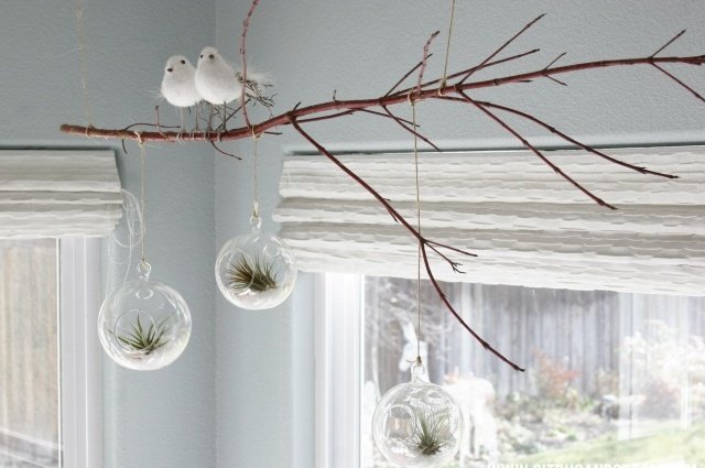 vzdušné rastliny dekorácia plesové teráriá vetva zavesená