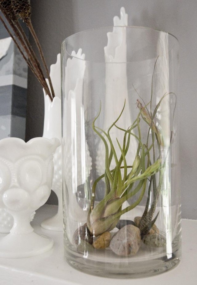 bez koreňa vzduch rastliny kamenná sklenená váza okrúhly krb deco