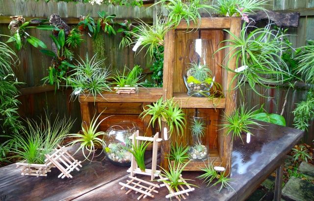 rastliny bez koreňov ošetrujú drevené boxy sklenené vázy terária