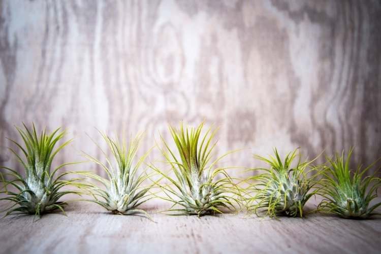 terárium-tillandsia-správne-starostlivosť-o-rastliny-bez-koreňov