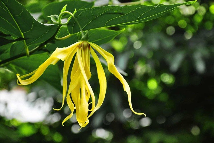 Kvet Ylang Ylang na strome Účinok silice