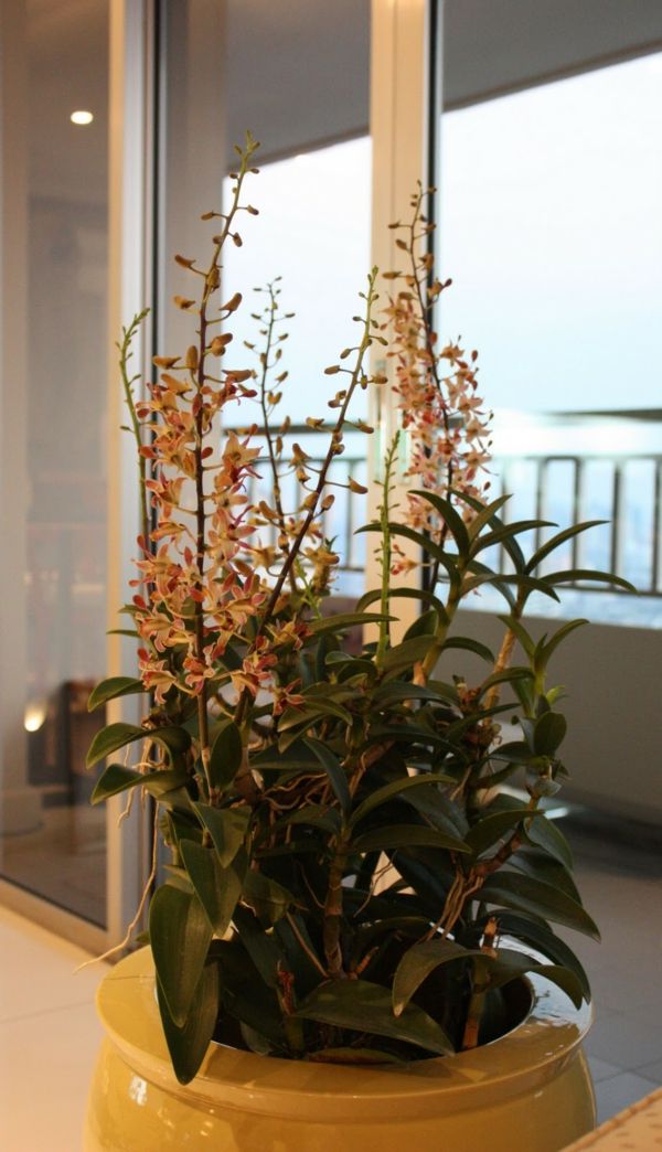 transplantácia malého stromu-slnečné svetlo