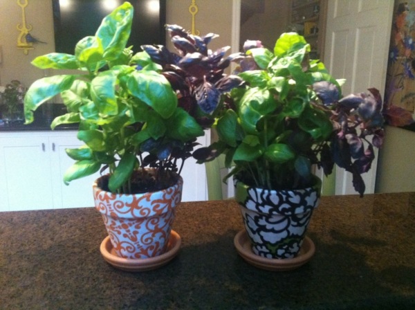 Zasaďte izbovú rastlinu v hrnci