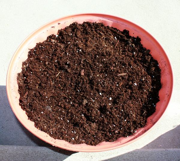 Transplantácia izbovej rastliny do kvetináča