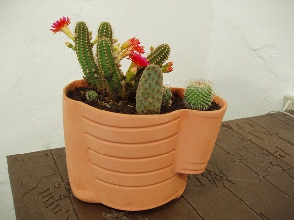 Transplantácia kaktusov-malých i veľkých