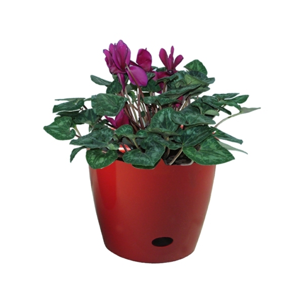 Izbová rastlina-ako-na-transplantáciu-v-izbe