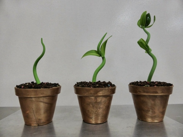 Repot nápady na rezanie-izbová rastlina