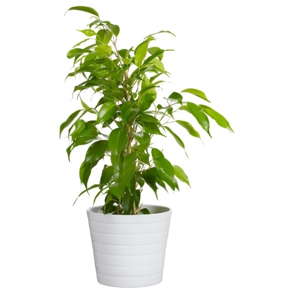 Zelená rastlina-repotting-biela-hrniec-vyrobená z keramiky