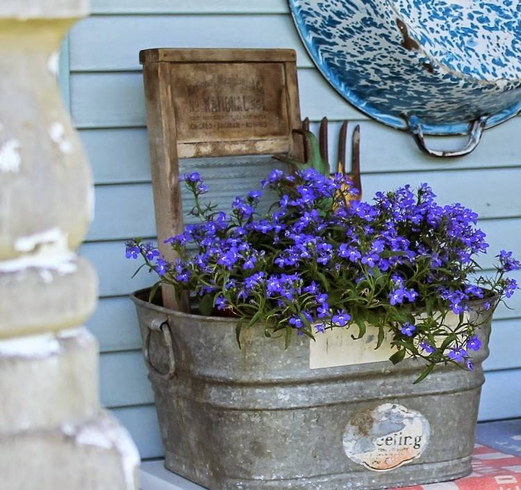 výsadba zinkovej vane-lobelia-modrá-krásna-idea-záhrada