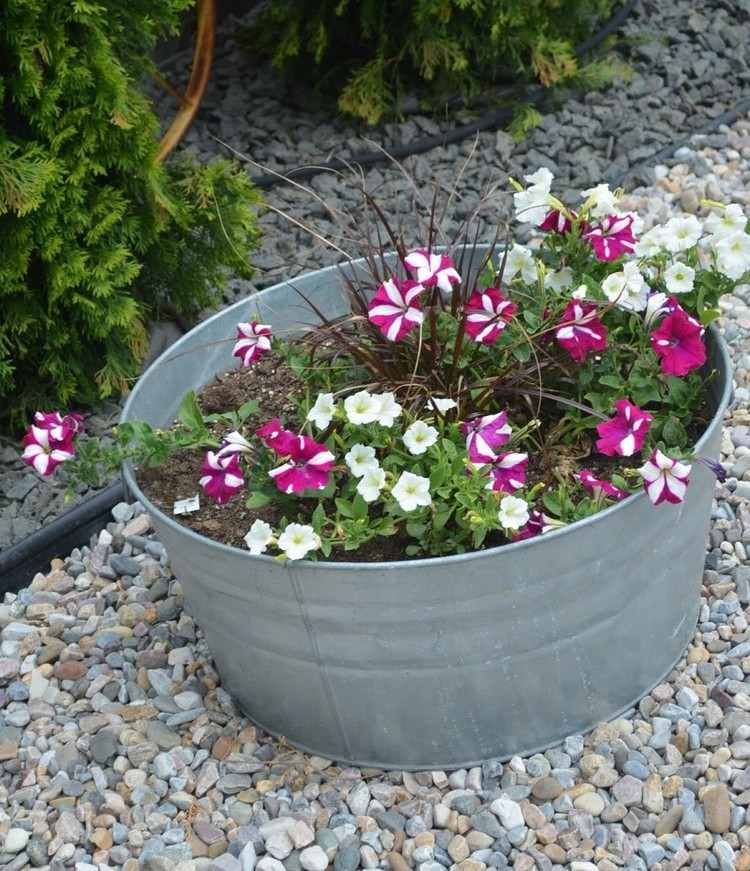 zinková vaňa-výsadba-kvitnúce-rastliny-petúnie-biela