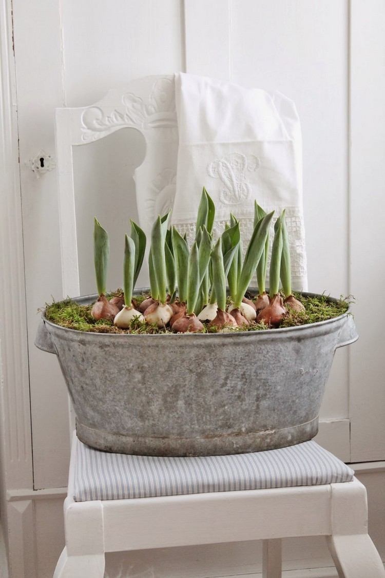 výsadba zinkovej vane-žiarovky-tulipány-výsadba-nápady