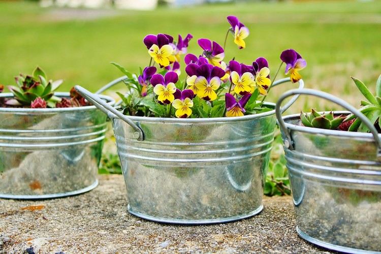 zinkovo-vaničková výsadba-malé-vhodné-rastliny-rohaté fialky