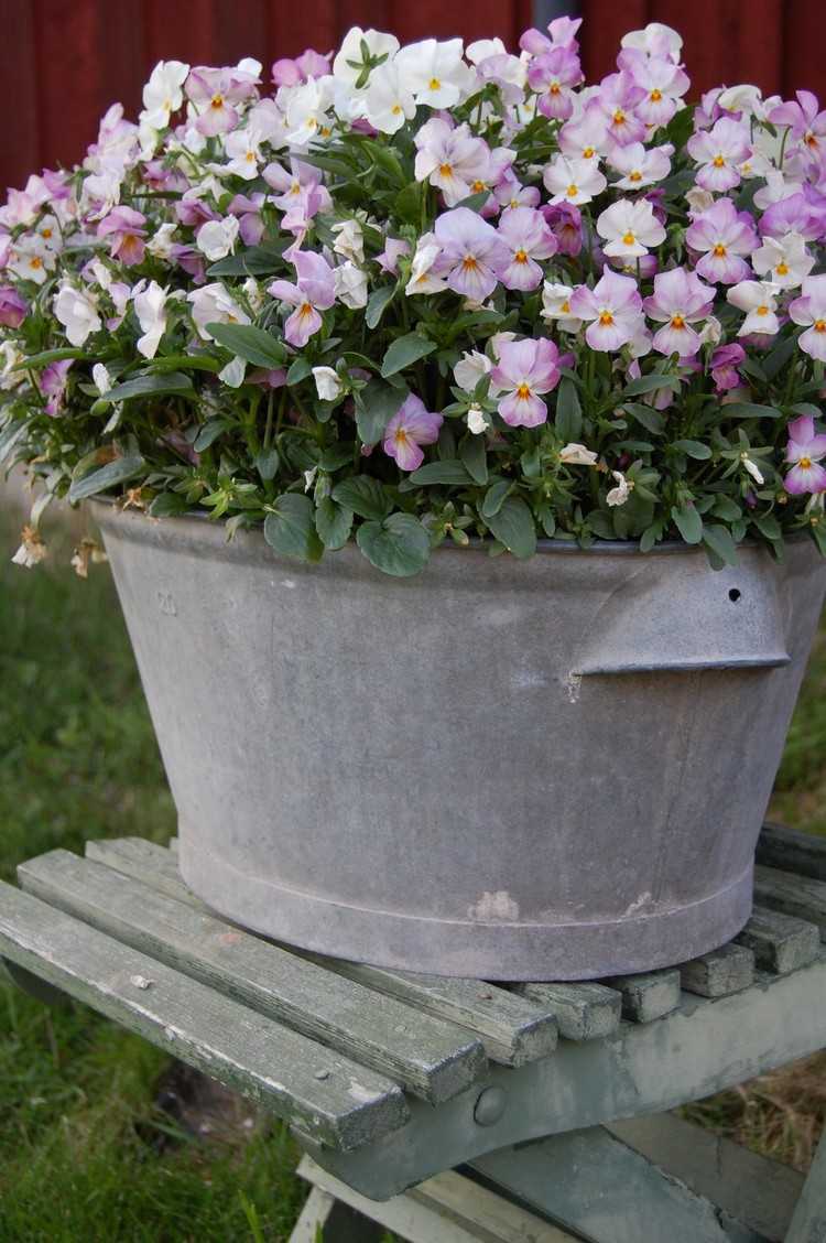 zinková vaňa-rastlina-záhrada-krásny-dizajn-kvety