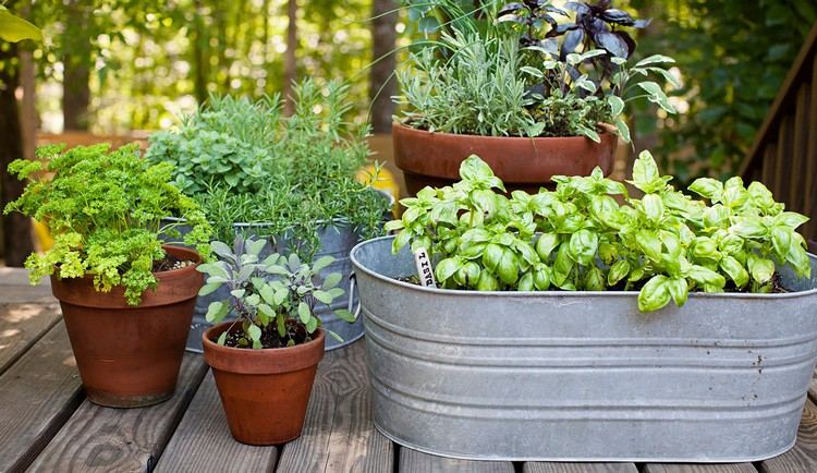 Zinková vaňa-rastlina-byliny-bazalka-bylinková záhradná architektúra