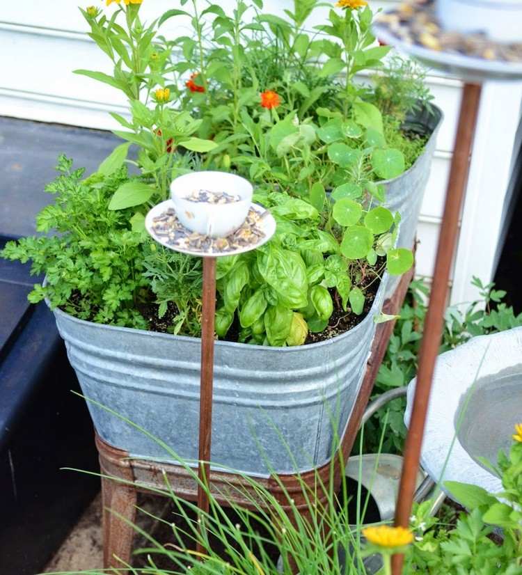 zinková vaňa-rastlina-bylina-záhrada-dizajn-ľahký