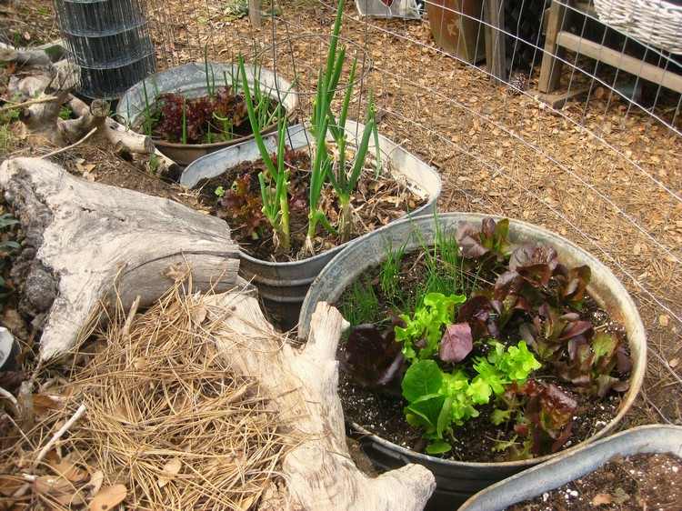zinková vaňa-sadenie-zelenina-pestovanie-cibuľa-čerešňa-paradajkový šalát
