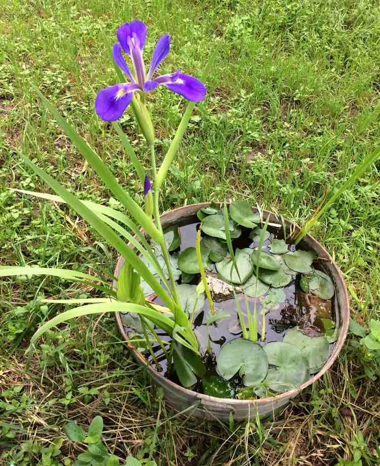 zinková vaňa-rastlina-záhradná-dekorácia-mini-jazierko-vyrobte si sami