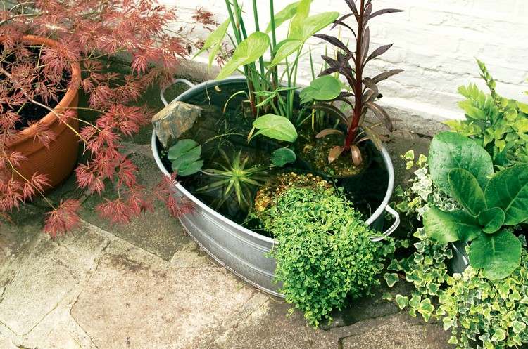 zinková vaňa-rastlina-vodné-rastliny-mini-jazierko-vyrobte si