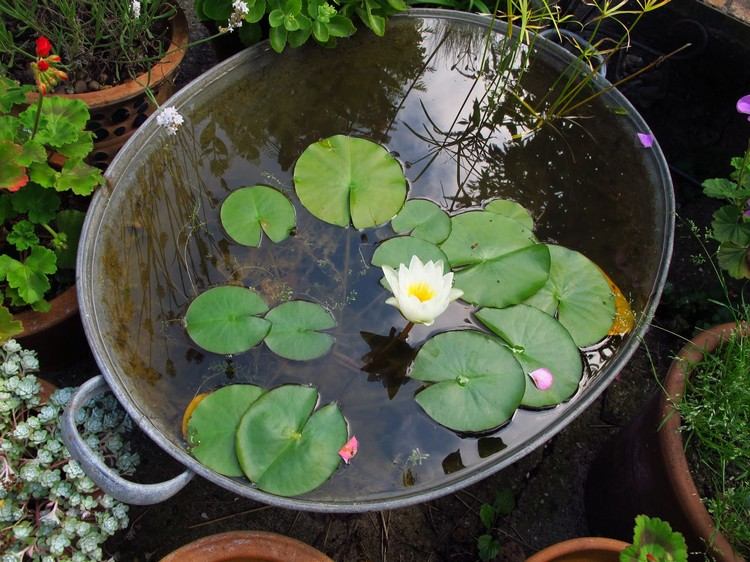 výsadba zinkovej vane-mini-rybník-rastliny-lekno-listy