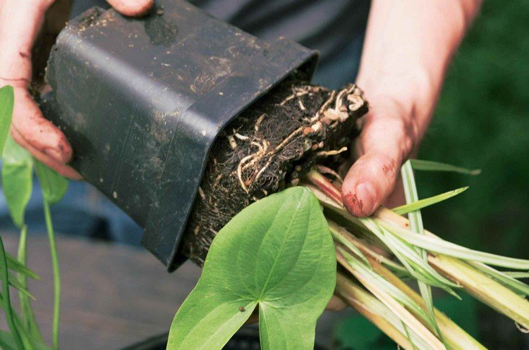 zinková vaňa-výsadba-rybník-tvarovanie-vodné rastliny