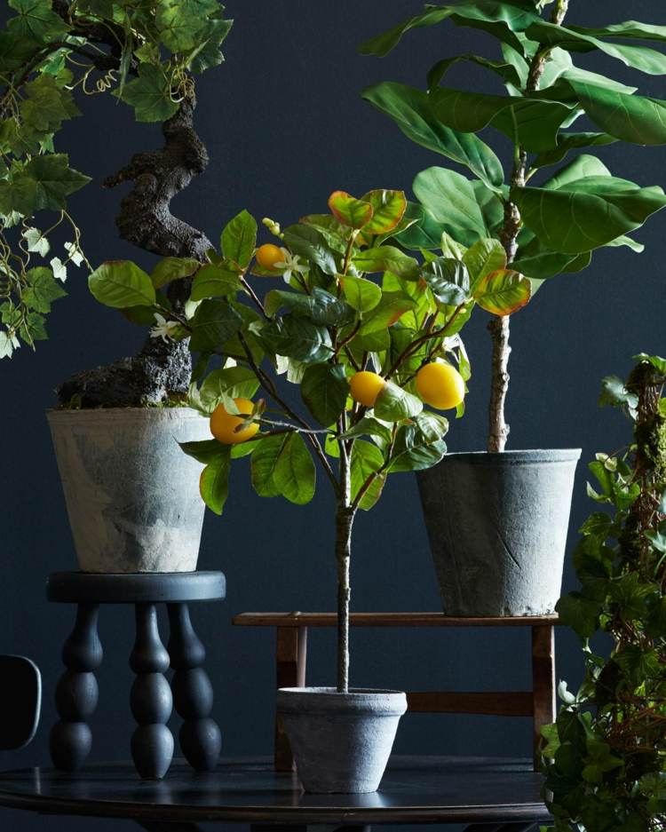 črepníkové rastliny sa starajú o citrónovník