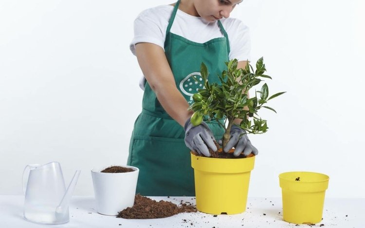 izbová rastlina citrónovník repotting zalievanie hrniec