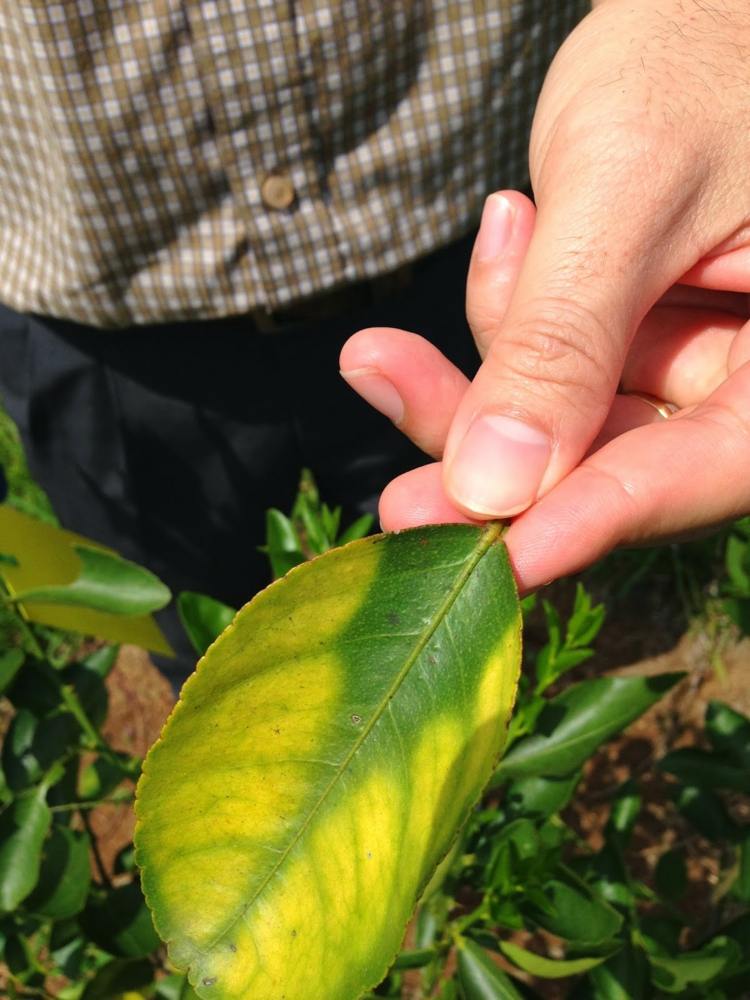 citrónovník izbová rastlina choroby žlté listy meyer citrón