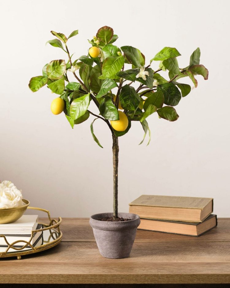 citrónovník v byte starostlivosti svetlé miesto