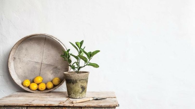 citrónovník ako starostlivosť o ovocie izbová rastlina