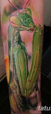 fotó egy imádkozó sáska tetoválásról, 2018. 04. 20. №041 - sáska tetoválás -