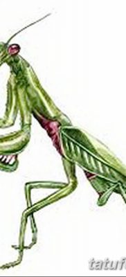 fotó egy imádkozó sáska tetoválásról, 2018. 04. 20. №049 - sáska tetoválás -