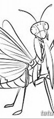 fotó egy imádkozó sáska tetoválásról, 2018. 04. 20 -án, №050 - sáska tetoválás -