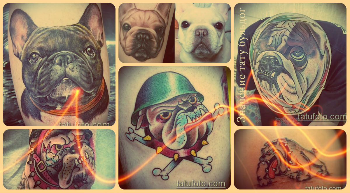 A bulldog tetoválás jelentése - fényképes példák a kész rajzokra