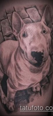 Fotó egy bull terrier tetoválásról - 18052017 - példa - 060 Bull terrier tetoválás