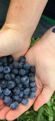 fotó áfonyás tetoválásról, kelt 2017.08.21 -én №062 - Áfonyás tetoválás -