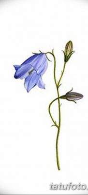 Fotó rajz tetováló virág harang 2018.08.10. №028 - virág harang tetoválás -