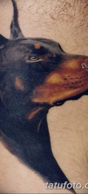صورة وشم دوبيرمان بتاريخ 18/08/2017 №020 - وشم دوبيرمان
