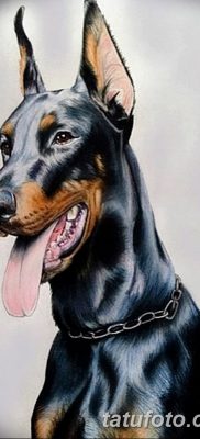 صورة وشم دوبيرمان بتاريخ 18/08/2017 №022 - وشم دوبيرمان