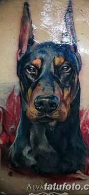 صورة وشم دوبيرمان بتاريخ 18/08/2017 №034 - وشم دوبيرمان