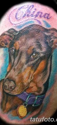 صورة وشم دوبيرمان بتاريخ 18/08/2017 №064 - وشم دوبيرمان