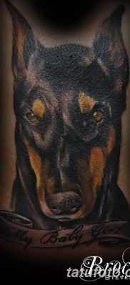 صورة وشم دوبيرمان بتاريخ 18/08/2017 №065 - وشم دوبيرمان