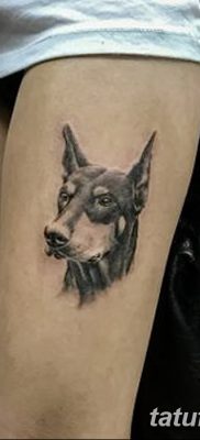 صورة وشم دوبيرمان بتاريخ 18/08/2017 №066 - وشم دوبيرمان