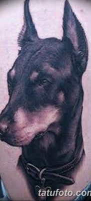 صورة وشم دوبيرمان بتاريخ 18/08/2017 №079 - وشم دوبيرمان