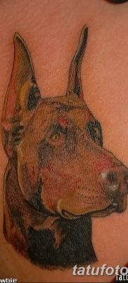 صورة وشم دوبيرمان بتاريخ 18/08/2017 №085 - وشم دوبيرمان
