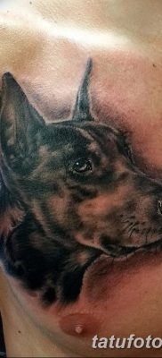 صورة وشم دوبيرمان بتاريخ 18/08/2017 №087 - وشم دوبيرمان
