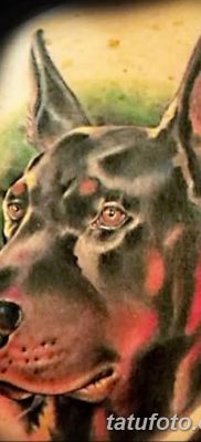 صورة وشم دوبيرمان بتاريخ 18/08/2017 №088 - وشم دوبيرمان