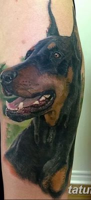 صورة وشم دوبيرمان بتاريخ 18/08/2017 №089 - وشم دوبيرمان