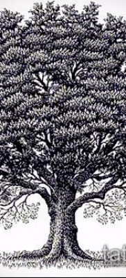 снимка татуировка дъб (татуировка дъб) (стойност) - примерна рисунка - 013