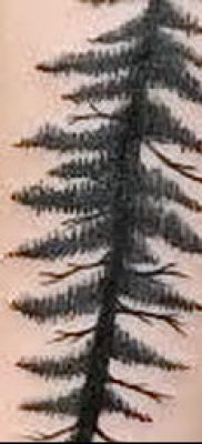 صورة وشم شجرة التنوب (وشم شجرة التنوب) (قيمة) - مثال الرسم - 085