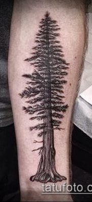 صورة وشم شجرة التنوب (وشم شجرة التنوب) (قيمة) - مثال الرسم - 067